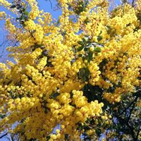 ミモザ,ワークショップ ,ミモザの日,今日のお花,日曜ビタミンカラー♪の画像