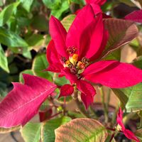 スターチス,スターチス,ポインセチア,ポインセチア,ミモザの画像