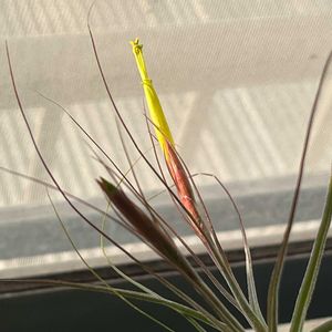 シーディアナ,シーディアナ,シーディアナ,エアプランツ・チランジア,✨花✨の画像