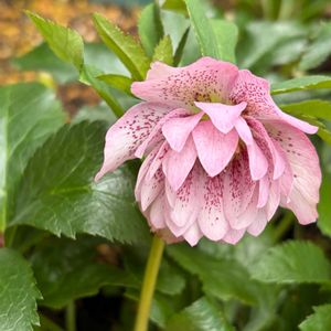 クリスマスローズ,地植え,東側地植花壇の画像