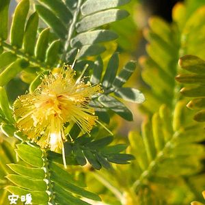 ビオラ,ビオラ,花かんざし,ミモザ,ギンヨウアカシアの画像