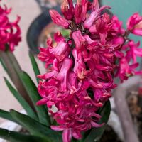 山野草,スマホ撮影,棚の画像