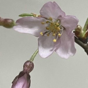 マーガレット,マーガレット,アンスリューム,アンスリューム,ヤマザクラの画像