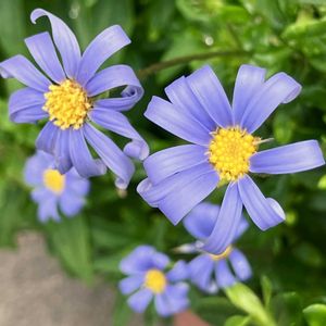 癒し,#ガーデニング,青い花マニア,エクステリアの画像