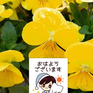 ビオラ,ビタミンカラー,黄色い花,プランター栽培,ビオラの栽培の画像