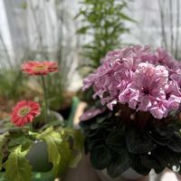 ガーベラ,シクラメン,シクラメン・イリュージア・ピンクラテ,ピンクの花,花のある暮らしの画像