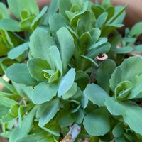 ミセバヤ,オオベンケイソウ,ラグラス（バニーテール）,ラムズイヤーの葉*,今朝の庭。の画像