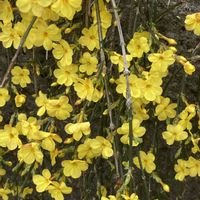 オウバイ,ガザニア,パンジー,プリムラ　ジュリアン,今を生きるの画像