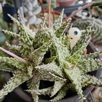 アロエ,多肉植物,ゴジラ,新潟の画像