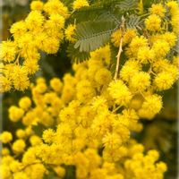 ミモザ,ハーブ園,黄色の花,今日のお花,国際女性デーの画像