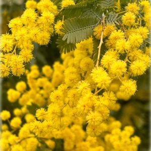 ミモザ,ハーブ園,黄色の花,今日のお花,国際女性デーの画像