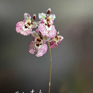 トルムニア,トルムニア,Tolumnia Jairak Firm 'Spoty',Tolumnia Jairak Firm 'Spoty',かわいいの画像