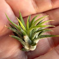 チランジア,イオナンタ,エアプランツの画像