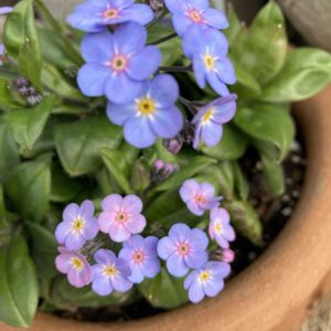 PWミオソテス,鉢植え,小さな花,ブルー系,おうち園芸の画像