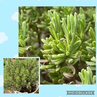 ラベンダー,平和を願う☆,8日は葉っぱの発表会,いつまでも友達でいよう♡,玄関アプローチの画像