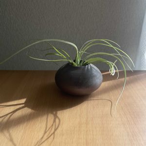 チランジア,エアプランツ,一輪挿し,iPhone撮影,備前焼の画像