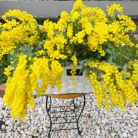 ミモザ,ミモザの日,今日のお花,3月8日はミモザの日の画像