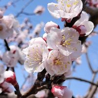 アンズ,チーム愛知,すずガーデン,桃色リサーチの画像