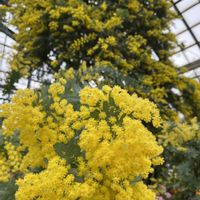 アザレア,ミモザ,沈丁花,ギョウリュウバイ八重,北海道の画像