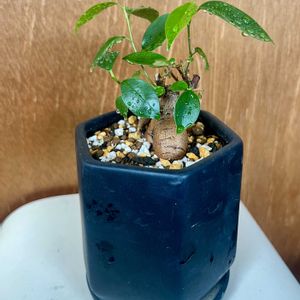 ガジュマル,観葉植物,植え替え,ジャングル化計画,フィカス属の画像