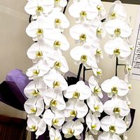 ユリ,胡蝶蘭,木瓜(ボケ),カランコエ　子宝弁慶草,多肉植物　ひまつりの画像