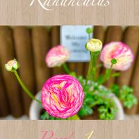 ラナンキュラス,ラナンキュラス,ラナンキュラス,ラナンキュラス,多肉の画像