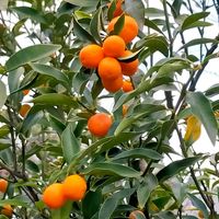 オカメザクラ,オカメザクラ,キンカン,エバーフレッシュ,伊丹市の画像