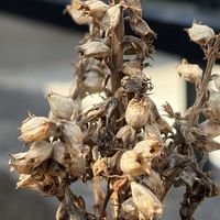 ハナトラノオ,花壇,ガーデニング,山野草,シソ科の画像