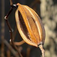 シラン,花壇,ガーデニング,ラン科,山野草の画像