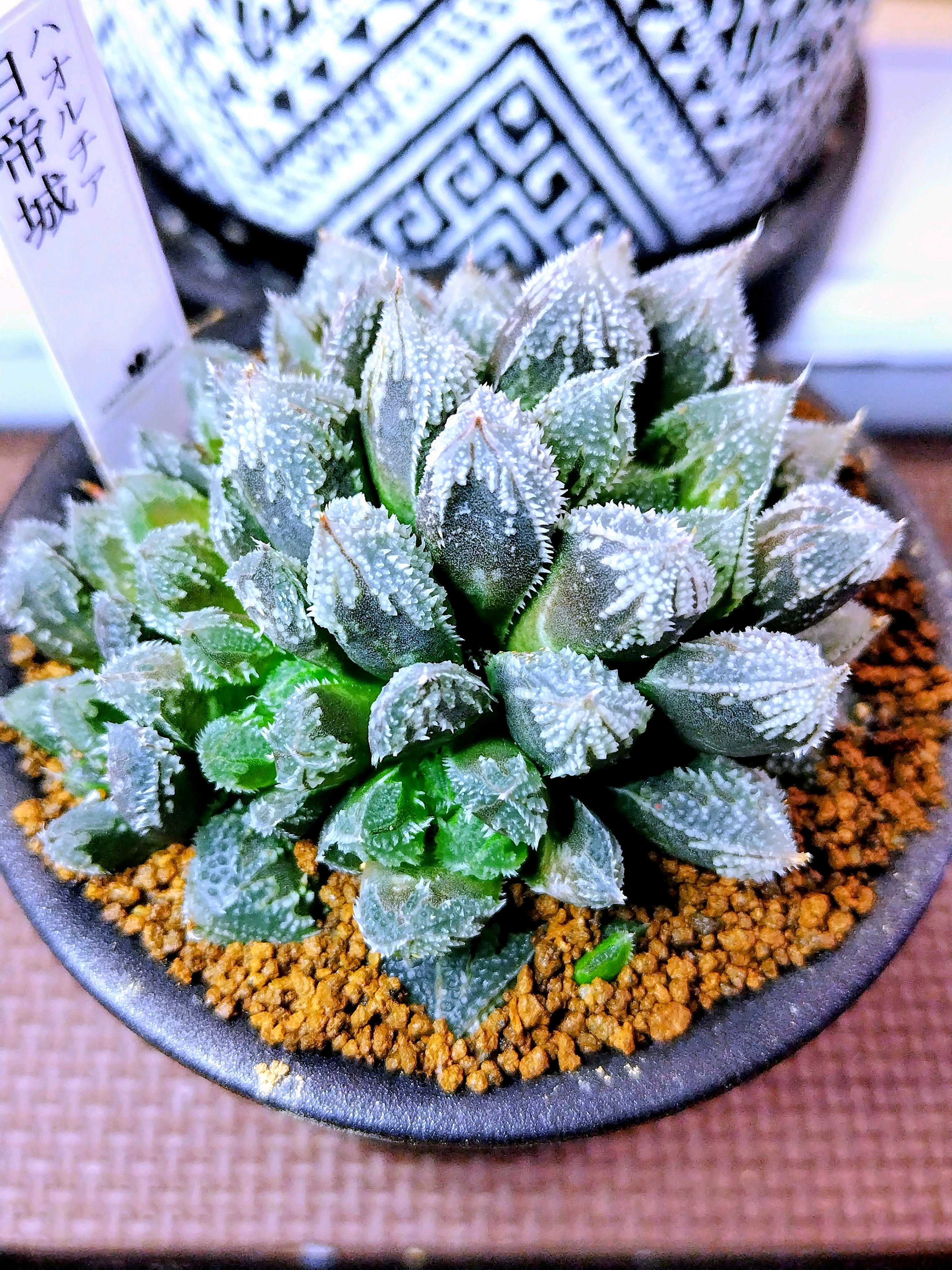 ハオルチア 多肉植物 オブツーサ | 多肉植物:ハオルチア ハオルチア 多肉植物 オブツーサ | 多肉植物:ハオルチア