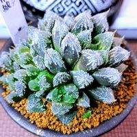 ハオルチア,ハオルチア オブツーサ,多肉植物,ハオルチア属,多肉大好きの画像