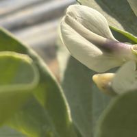 ソラマメ,花壇,ガーデニング,マメ科,野菜の花の画像