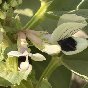 ソラマメ,花壇,ガーデニング,マメ科,野菜の花の画像