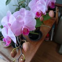 胡蝶蘭,ミモザ,リビング,今日のお花,ビューティフル サンデーの画像