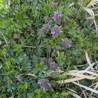 雑草,日記,こぼれ種,自己流,無農薬の画像