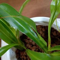 ネペンテス,うつぼかづら,東北人花の会,チーム魔女っ子,yu ＆ゆうクラブの画像