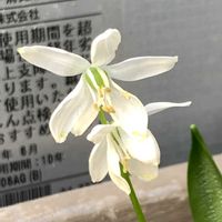 シラー,シラー,シラー,シラー,開花の画像