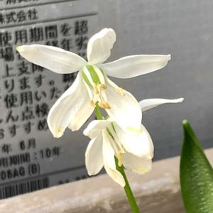 シラー,シラー,シラー,シラー,開花の画像