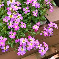 バージニアストック,鉢植え,ガーデニング,コンテナガーデン,マイガーデンの画像