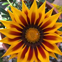 ガザニア,ガザニア,ガザニア,パンジー,パンジーの画像