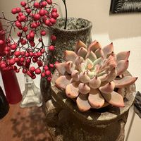 ナンテン,エケベリア,多肉植物,エケベリア属,癒しの時間の画像