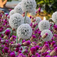 センニチコウ,アリウムホワイトジャイアント,台湾の画像