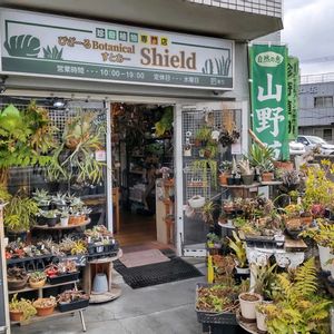 多肉植物,ウラボシ科,ビカクシダ属,食中植物,塊根の画像