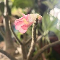 アデニウム,アデニウムの花の画像