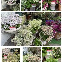 サクラソウ,プリムラ マラコイデス,ウインティー・ライムグリーン,ウインティー,ウインティー・サクラの画像