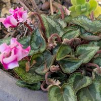 ガーデンシクラメン,アロマティカス,ガーデニング,花のある暮らし,小さな庭の画像