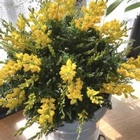 ヒメエニシダ,ビタミンカラー,花のある暮らし,マメ科の植物の画像