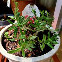 サフィニア,スーパーベル ストロベリースライス,ベランダの画像