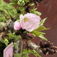 旭山桜,苔玉,和室の画像