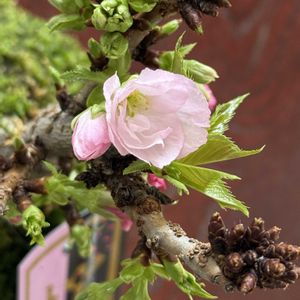 旭山桜,苔玉,和室の画像